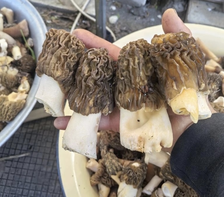 Саратовцы собирают сморчки-гиганты тазиками